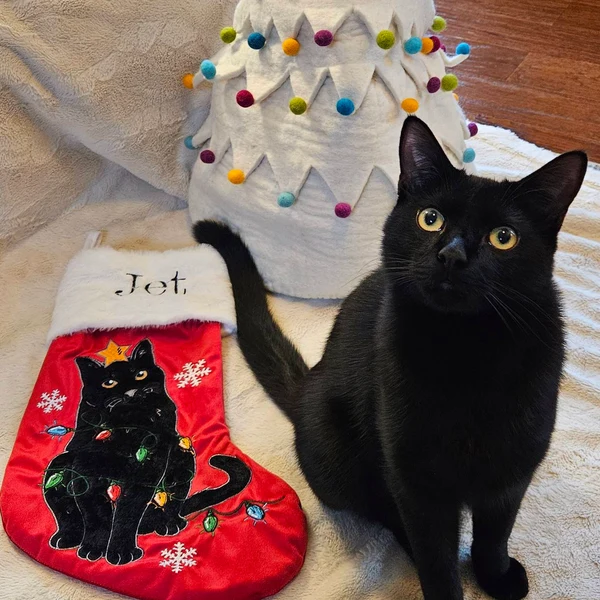 Personalised Embroidered Pet Cat Christmas Stocking with Name Gifts for Cat Lovers Christmas Gift for Pet Lovers